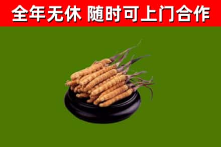 岳西县回收冬虫夏草