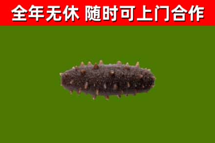 岳西县回收海参干
